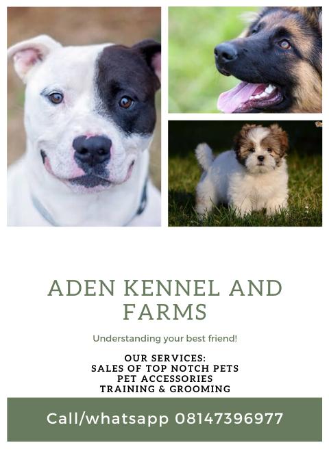 Jerziiii's tweet photo. If you need to train your dog to attack your ex, or you just need it to listen to you, or you need a new one, ADEN KENNEL is here for you, contact us https://t.co/nzRhv88Pyk