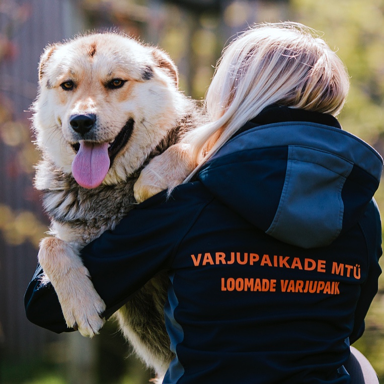 VarjupaikadeMTY's tweet photo. 🐕 🐩 Head rahvusvahelist koertepäeva! Vaata koeri, kes hetkel meie varjupaikade hoole all viibivad siit: https://t.co/jVAcx5w5sD  #internationaldogday https://t.co/fPfhDQjZRI