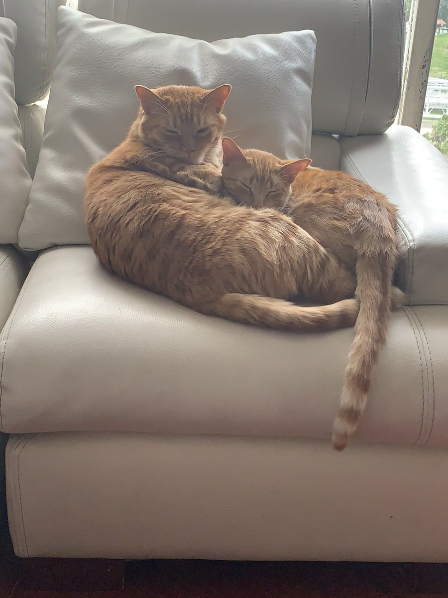 NstorFa's tweet photo. Mis dos bebes https://t.co/RW6nX2ClFj