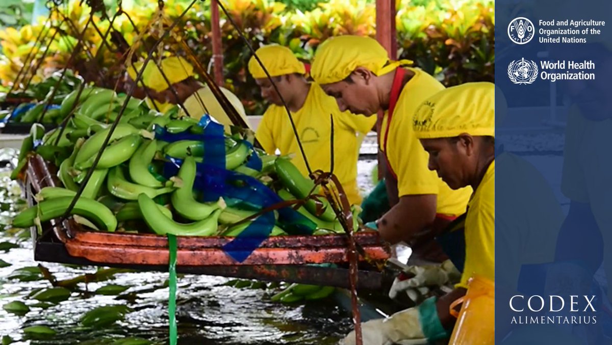 📝 | The principles enshrined in the standardization process work to ensure that #CodexStandards contribute to facilitating trade in food and protecting public health.

➡️ bit.ly/AboutCodex

#FoodSafety #FoodTrade
