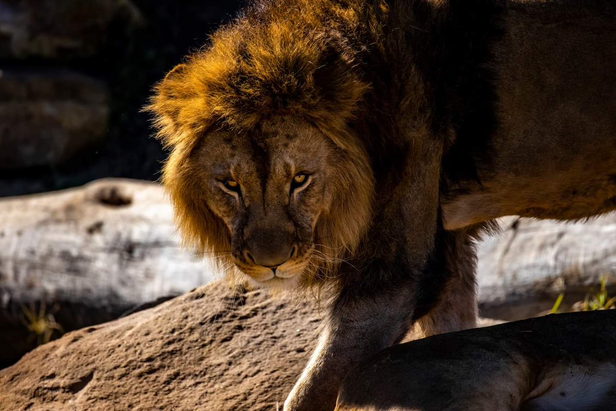 MKMEDIA18's tweet photo. A couple visits to the best zoo in Sydney of the past couple weeks, these are the results.. @TheSydneyZoo @TourismNSW_ #canonr5 #thesydneyzoo #photooftheday📷 #canonaustralia #sydney #blacktown #westernsydney https://t.co/fBdBzVw5Ey