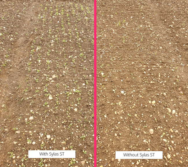 We couldn't agree more. Here's a snap at one of our trials last year showing SYLAS-ST giving the crop a real head start. #OSR