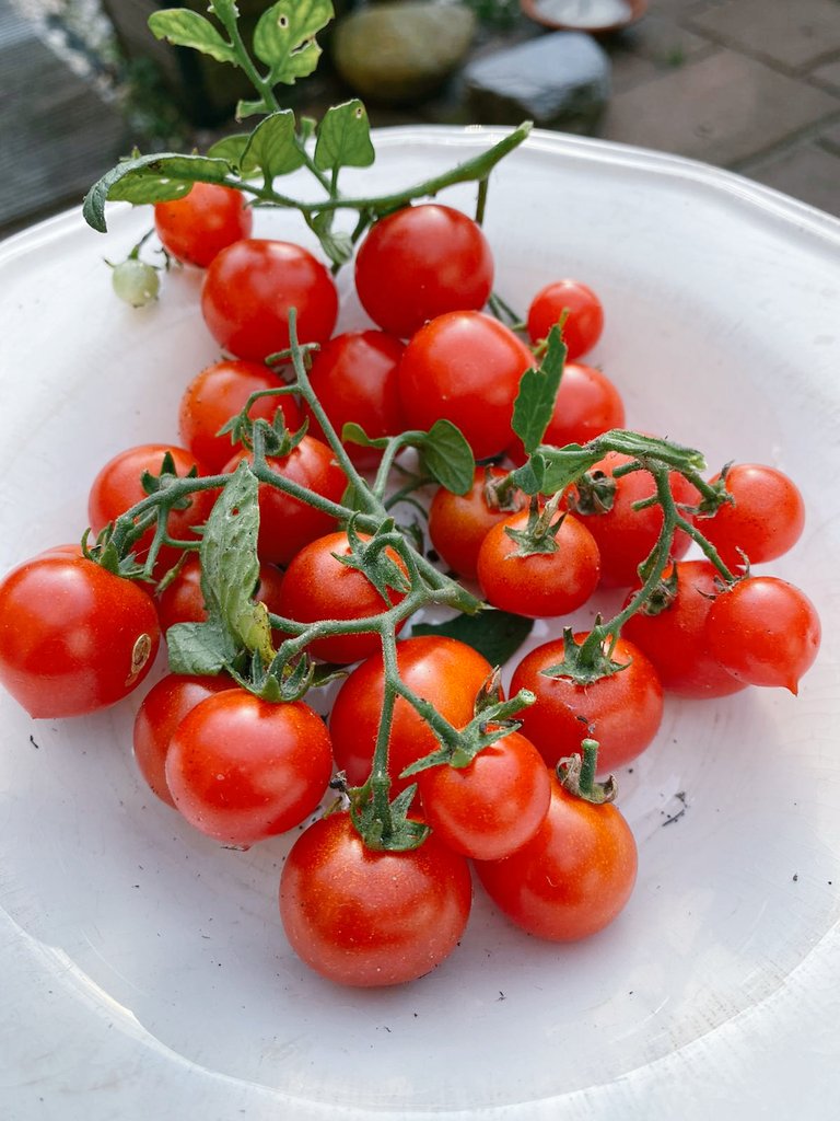 Dit waren nog de laatste tomaatjes uit de tuin en nu stormt het, dag zomer😭