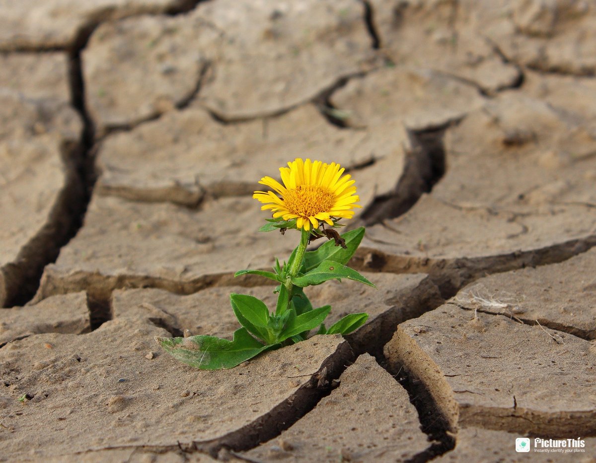 PictureThis tweet media