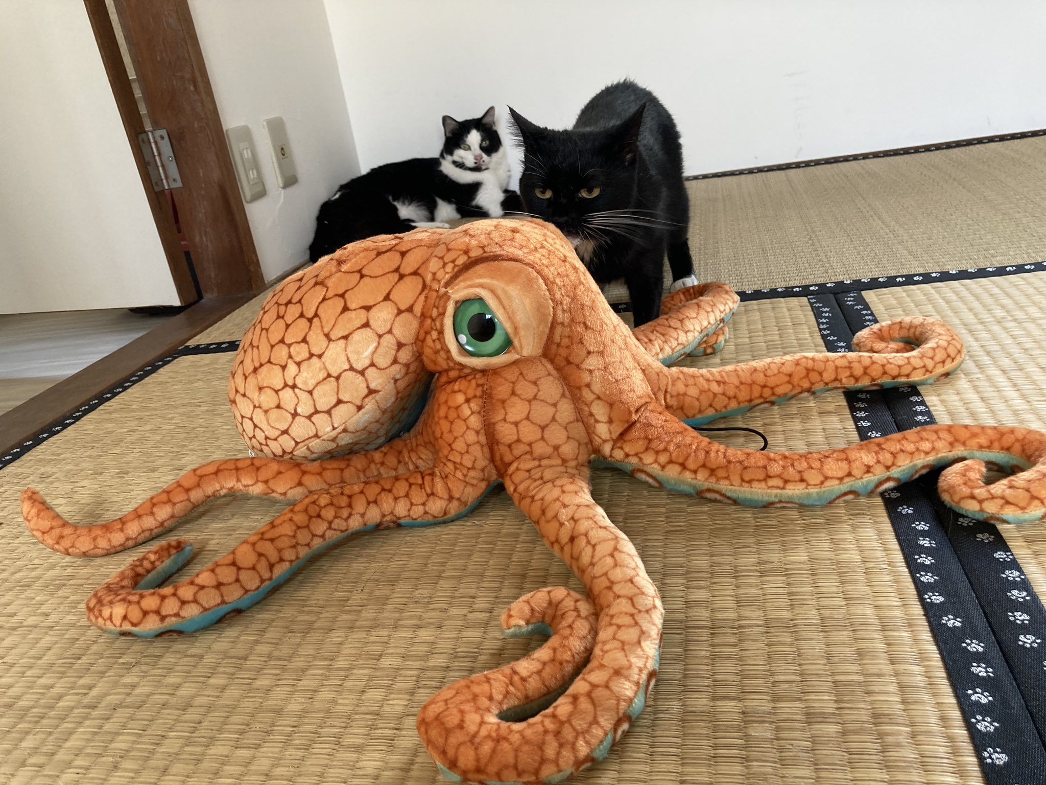 熱海 Muddy Cat 今日届いたタコのぬいぐるみがいい感じなので見てください 熱海 Bar 猫 Cat