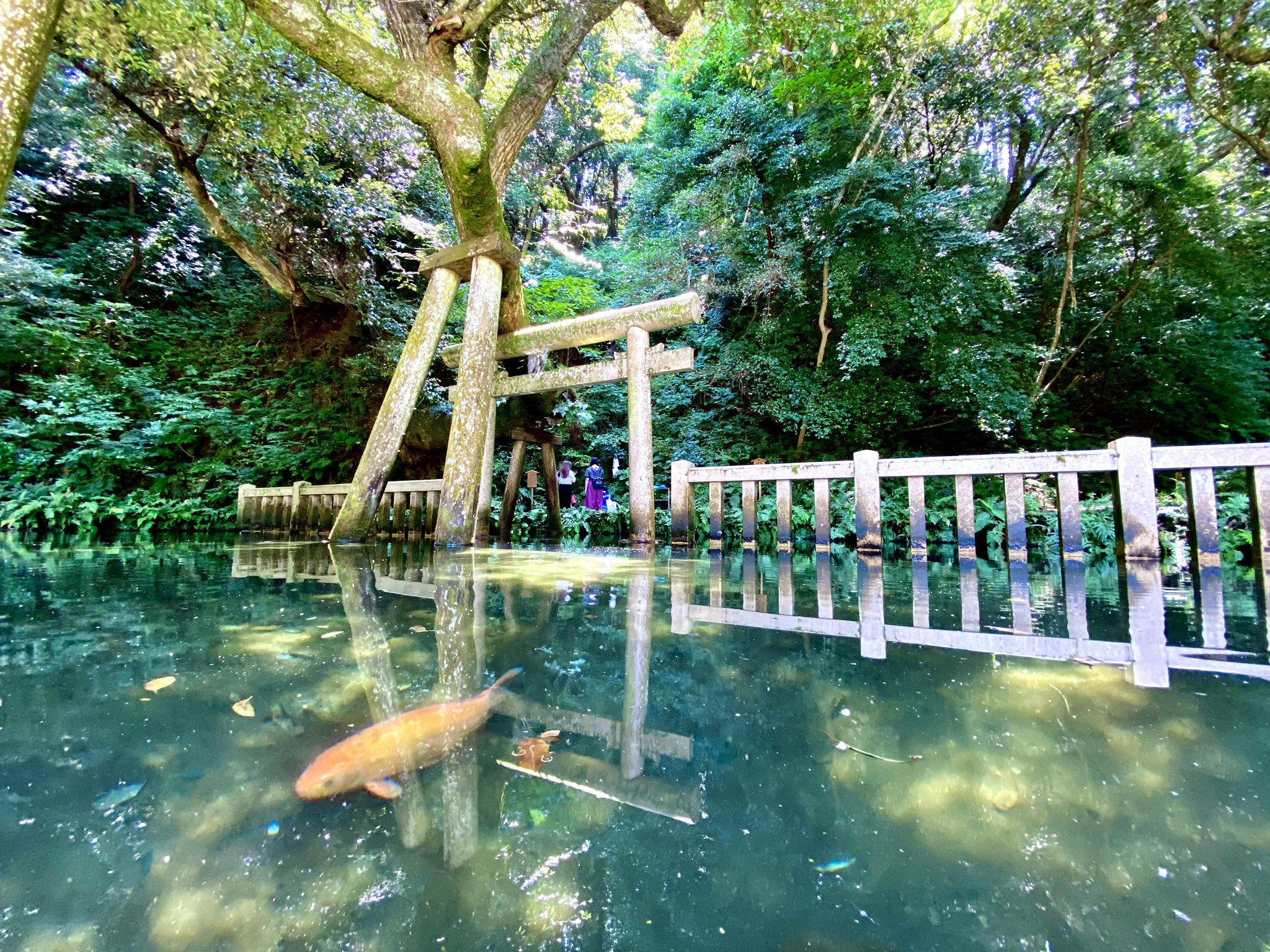 鹿島神宮 Kashima Jingu 公式 御手洗池 の水は年間を通してほぼ同じ水温で推移しており 手で水に触れてみますと 夏はとても冷たく 冬は少し暖かく感じられます 鯉が気持ちよさそうに泳いでます 暖かく感じられると言いましても 大寒禊で 御手洗池に