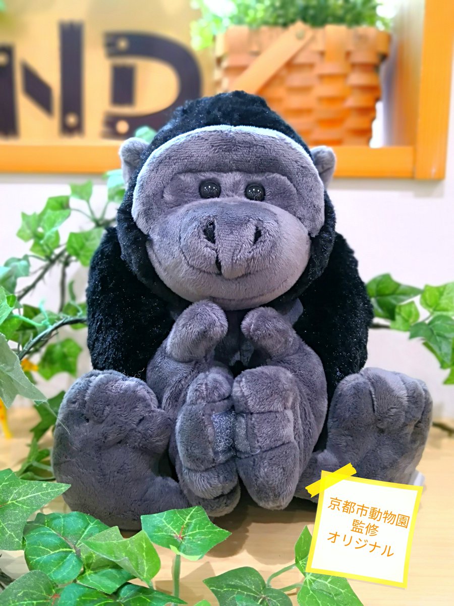 📣お知らせ 京都市動物園オリジナルのぬいぐるみ、「リアルニシゴリラ