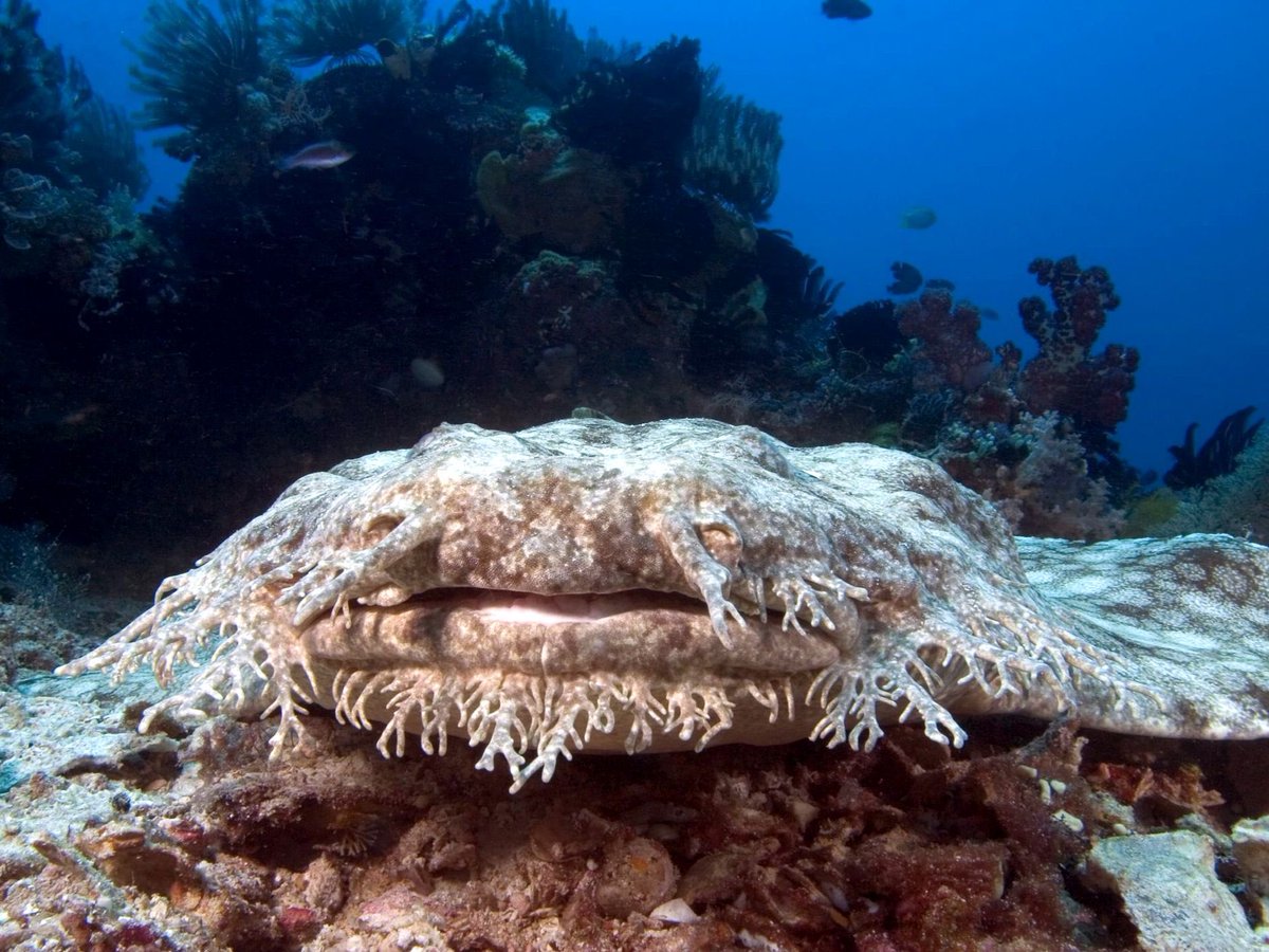  @Vii055 Wobbegong shark