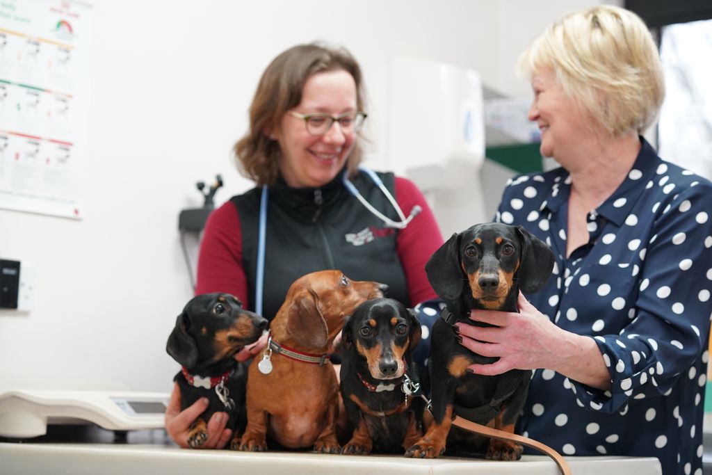 ** Happy National Dog Day! ** 

Our team love meeting all of your canine companions and we’d love to celebrate them all! Why not share a photo of your dog below? #vets #NationalDogDay