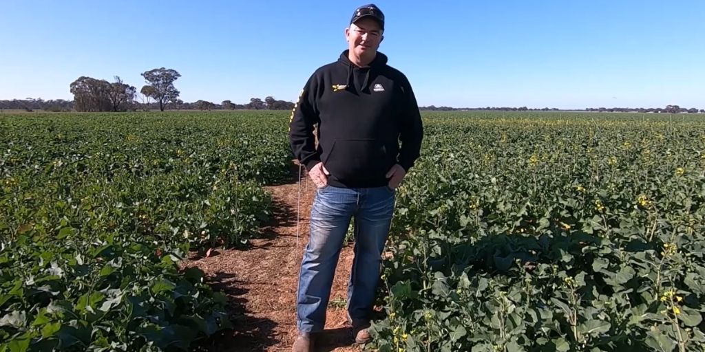 pioneerseedsau's tweet photo. Yield Max trials are currently in progress in WA and VIC. Farm Services Consultant David Smyth provides an update on our trial at Derby VIC, https://t.co/50vDvq9BOc https://t.co/DxTaYkMZyc