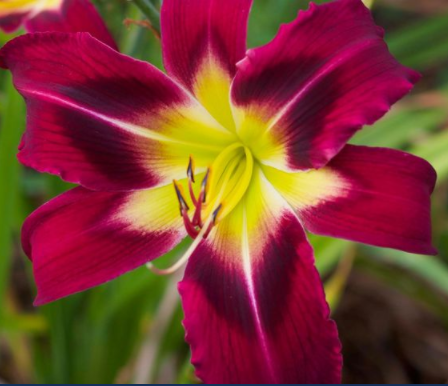 Plantheritage's tweet photo. Delightful Daylilies - a virtual talk with two #NationalPlantCollection holders of #Hemerocallis

Thursday 3rd Sep, 6.30pm, open to all. £4

Including their origin, how to grow and propagate and hybrids suitable for the UK climate.

Register: https://t.co/cNo2rK8EFU
#horticulture https://t.co/BK78O5gbvF