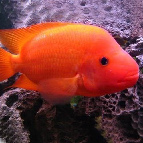  @NigelFranklin2 Red devil fish