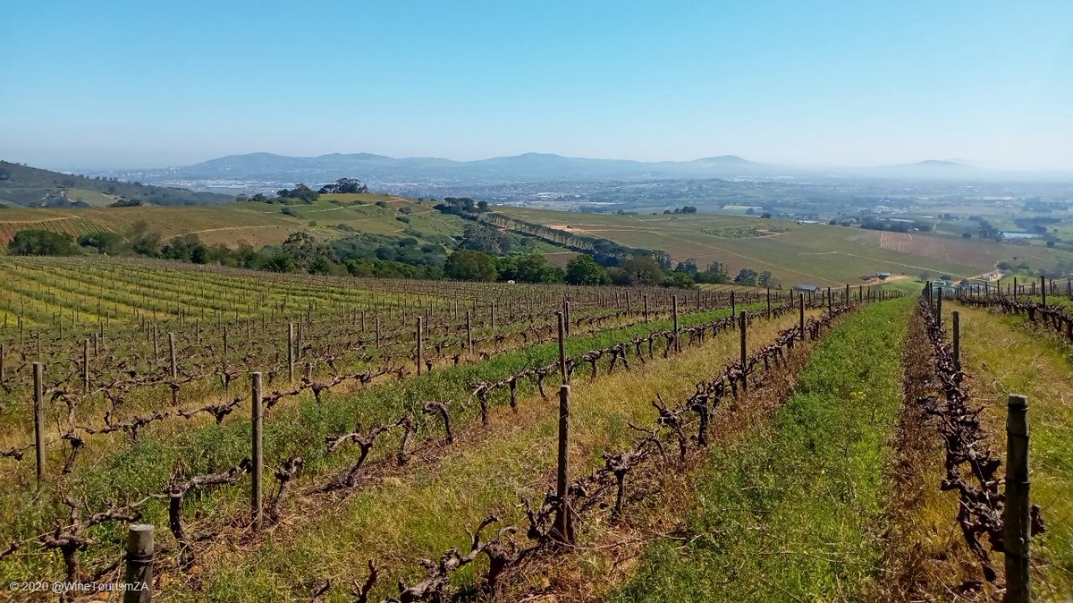 winetourismza's tweet photo. A few pics I took when I did the new #WalkingTrail at @FortSimonEstate last weekend. Enjoy a wood-fired pizza or a cheese platter with some of their award-winning wines afterwards.
#BottelaryHills #visitStellenbosch #drinkStellenbosch #hermanexplore #WineryExploring https://t.co/2CZ6rXuxIi