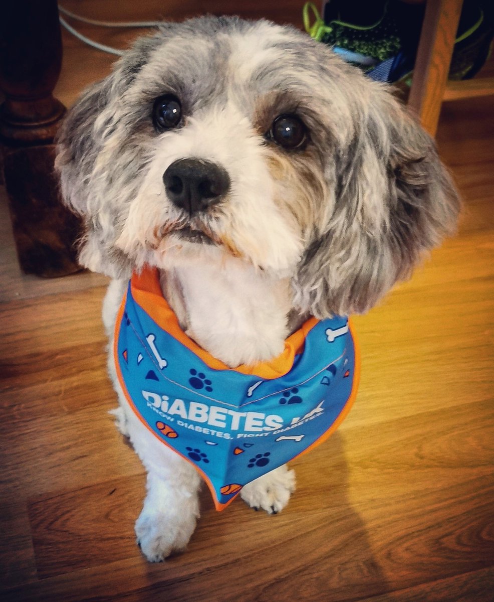 DiabetesUKCymru's tweet photo. This is Bo who is doing the 1 million Step Challenge with the Callard family @Callard87, he's a staunch and loyal supporter of Diabetes UK Cymru!
#InternationalDogDay 
@DiabetesScot https://t.co/QRiDmsZd5k