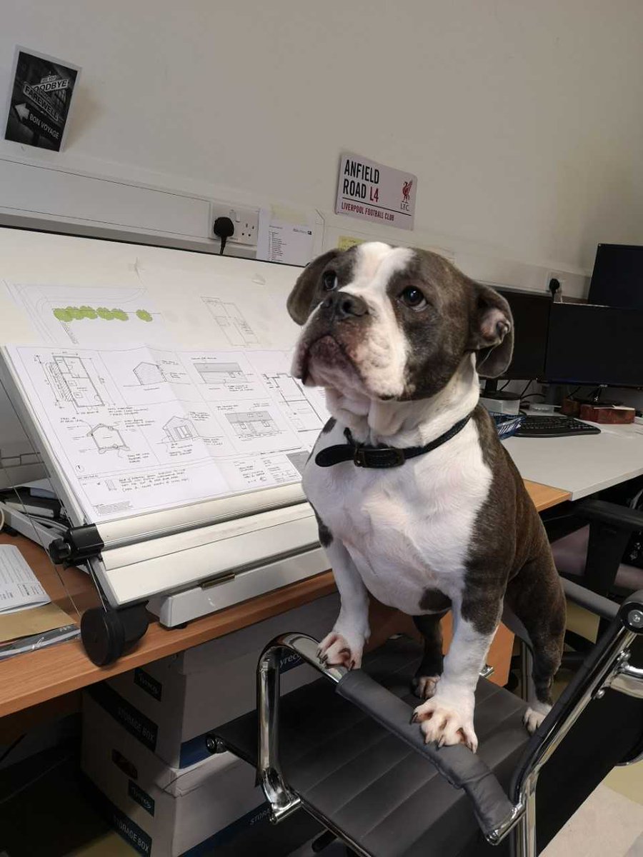 Basepoint_Chtam's tweet photo. Happy #NationalDogDay 🐶
Did you know that #Basepoint is #DogFriendly?
So no need to leave your furry friend behind..
Here's some of our #DogsOfBasepoint to help celebrate their special day!
#Basepoint #BusinessSolutions #OfficeSpace https://t.co/Cv66iM0luN
