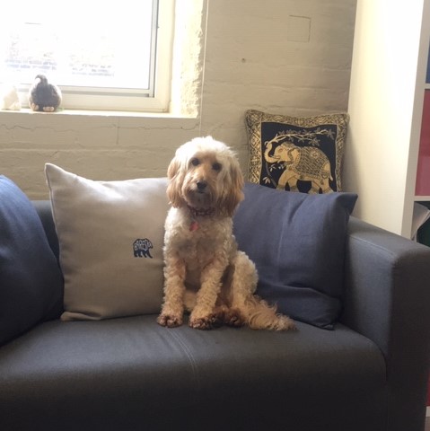 Basepoint_Chtam's tweet photo. Happy #NationalDogDay 🐶
Did you know that #Basepoint is #DogFriendly?
So no need to leave your furry friend behind..
Here's some of our #DogsOfBasepoint to help celebrate their special day!
#Basepoint #BusinessSolutions #OfficeSpace https://t.co/Cv66iM0luN