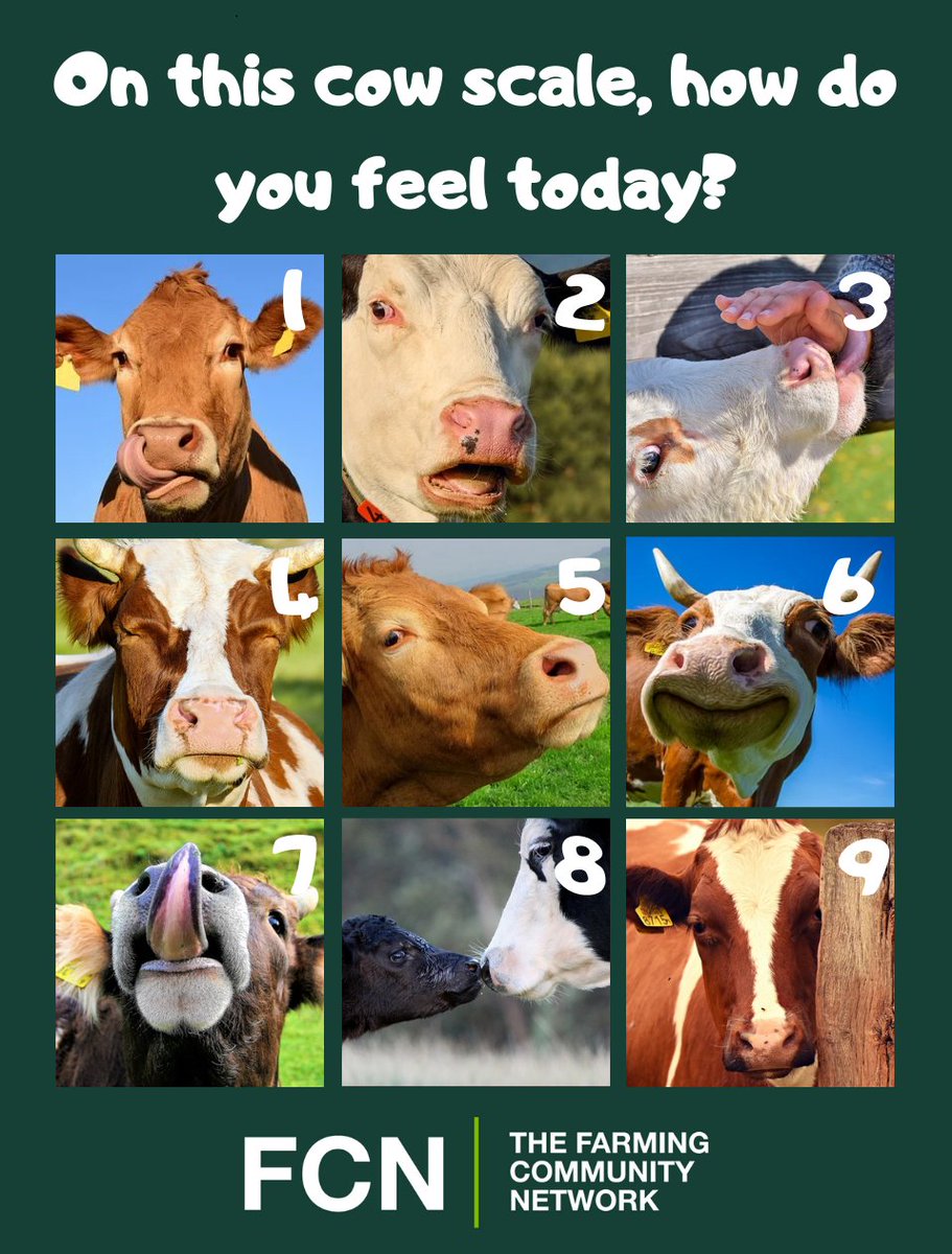 The Farming Community Network No Twitter On Fcn S Cow Scale How Are You Feeling Today We Re Feeling A Bit Of A 6 Today