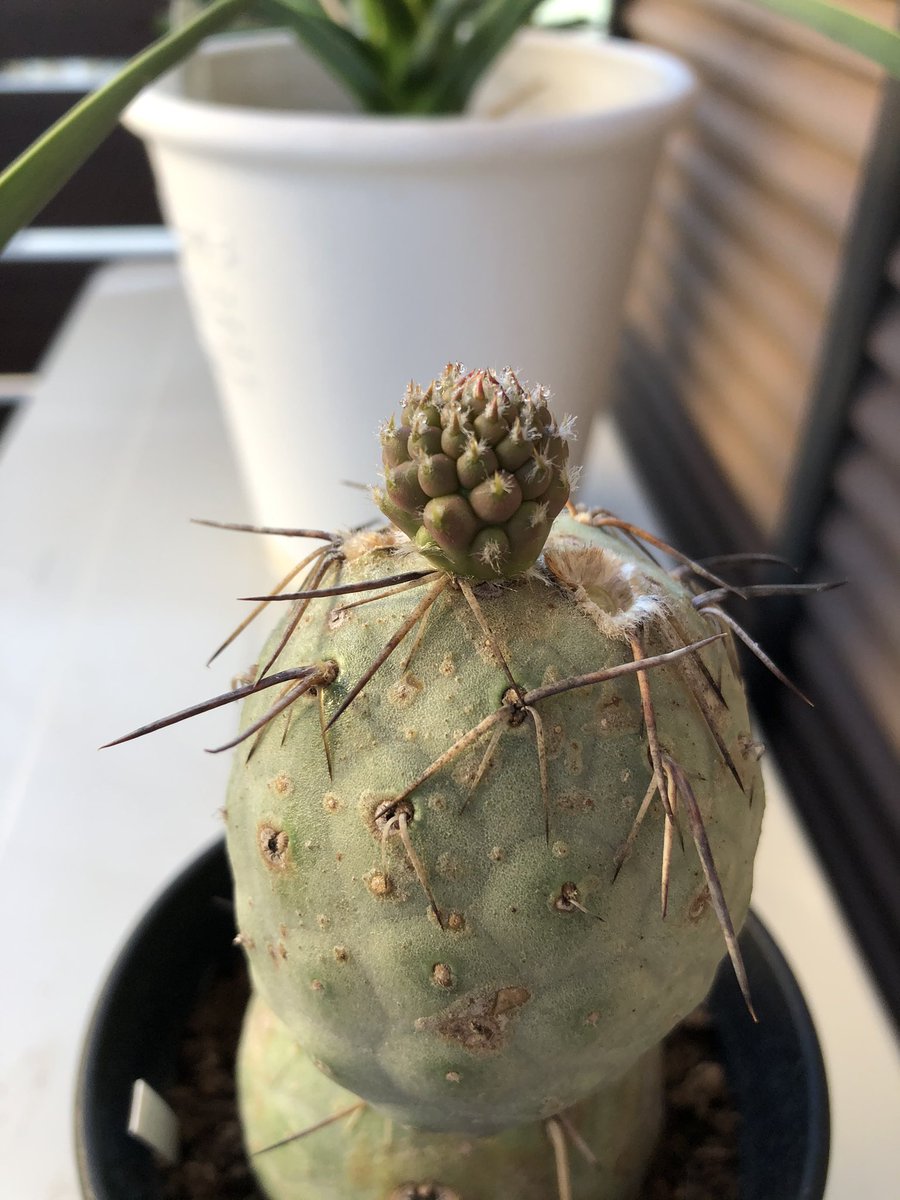 沢庵 うん ゲオメトリクス 左側の受粉させた側の花の根元を放置していたら 萎れてきたから だめだったか と諦めてたですよ 今日見たら右の写真のように劇的トランスフォーム 何がどうしてこうなった 結実しているとこの形状に変わる