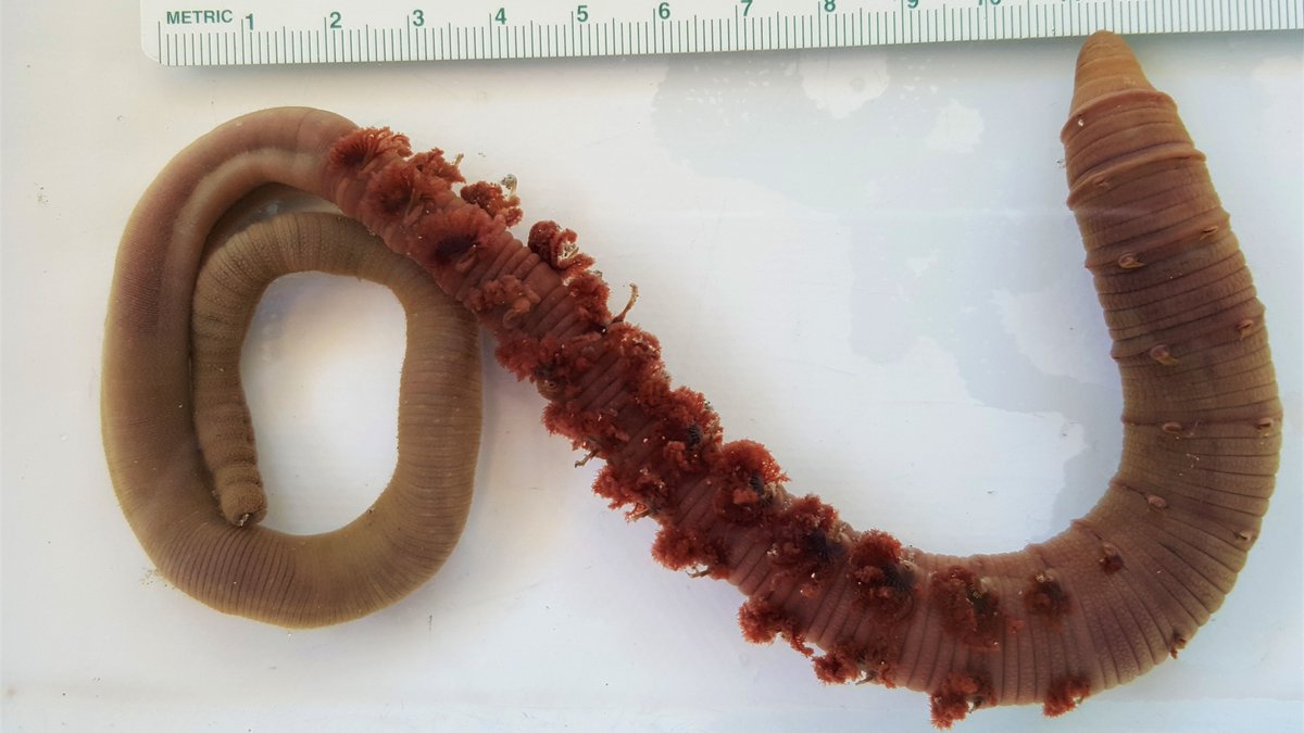 SANBI_FBIP's tweet photo. FBIP exclusive: Genetic study reinforces need for better bloodworm management in South Africa. Read full article: https://t.co/WqjhOEzCXG https://t.co/F1ago2uF5p