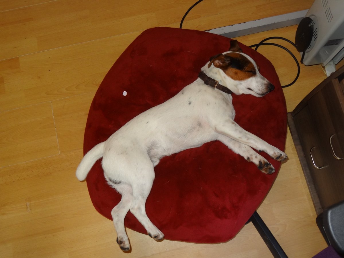 oscarthejackru1's tweet photo. just having a nap #DogsofTwittter https://t.co/F7nLIDq7is