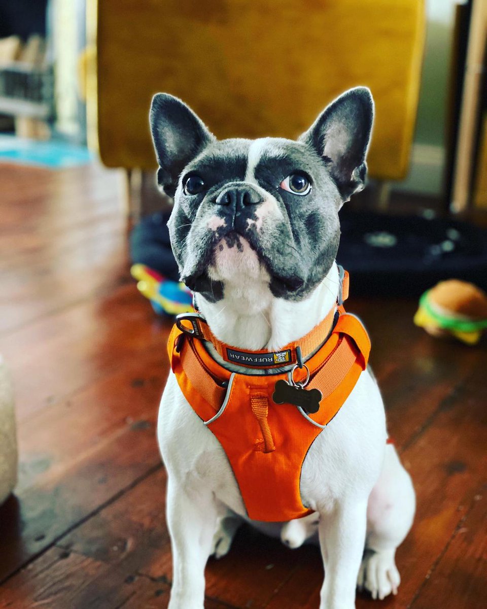 entecsi's tweet photo. Here at Entec Si every day is #NationalDogDay! Let's paws for thought for Bailey, Bella and Stanley, just some of the cool canines that are part of the #Entecfamily #dogs #dogsoftwitter #Dogsofentec https://t.co/g43CZHL4G8