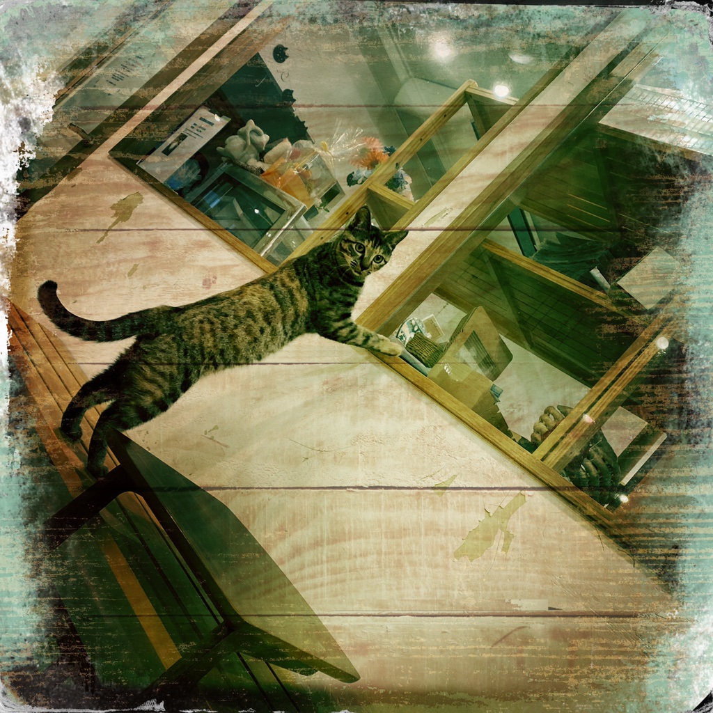obi_wan_eclipse's tweet photo. I want to go to outer world. #猫式 #cat #ShotoniPhone #JohnS #Maple1880 #Hipstamatic https://t.co/uRfbynXtWz