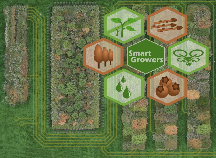 Het project Smart Growers wordt donderdag 3 september officieel geopend na afloop van de innovatiedag boomkwekerij in Venlo.

Wilt u hierbij aanwezig zijn? Meld u dan nu aan via onderstaande link:

compas-agro.nl/boomteelt-inno…