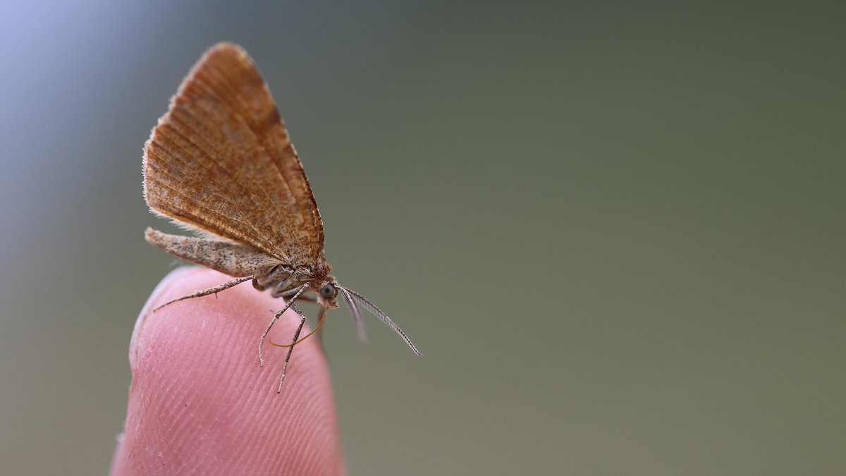 #luganoalverde 🌱, il progetto di #Lugano che promuove la #biodiversità, ha un nuovo sito e propone i primi risultati della mappatura delle antiche varietà di alberi da frutto. Tutti possono partecipare e c’è una sorpresa: la pòm rose non si è estinta 😊 lugano.ch/news/20200826-…