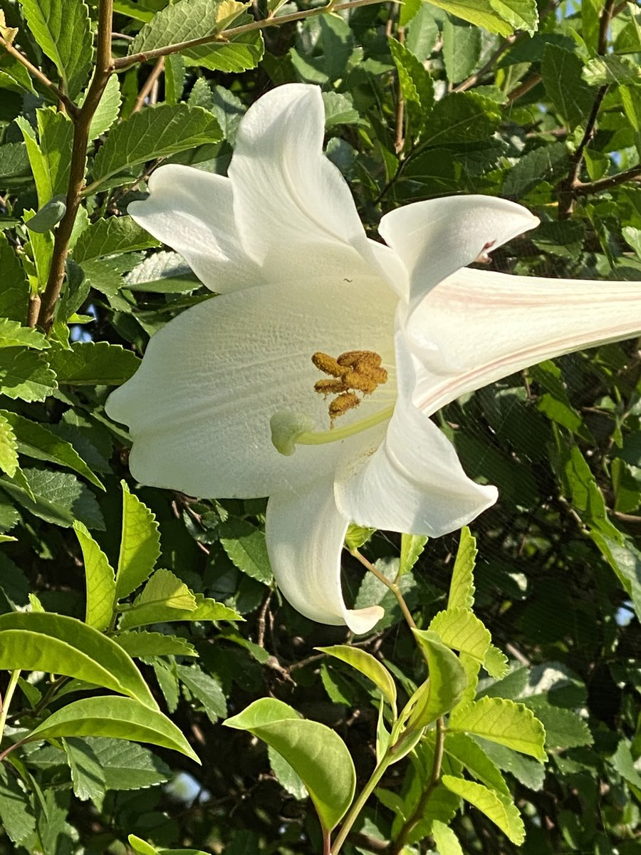夕空
山百合

こんばんは
お疲れ様でした

朝の気温が最近上がってきてる
下がるのなら分かるのに…

まだまだ残暑厳しい
此処は以前は３０度超える事は
あまり無かった
今年は連日３０度超え

今日も沢山の優しい繋がり
ありがとうございます

癒しの夜を涼しくお過ごし下さいね