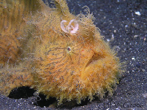  @DianeSnavely Shaggy frogfish