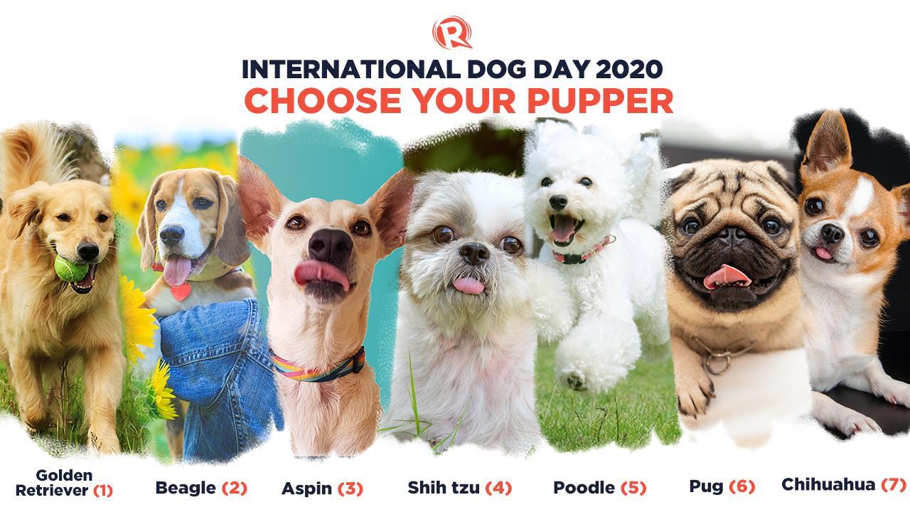 International Dog Day - 26 August IMAGES, GIF, ANIMATED GIF, WALLPAPER, STICKER FOR WHATSAPP & FACEBOOK