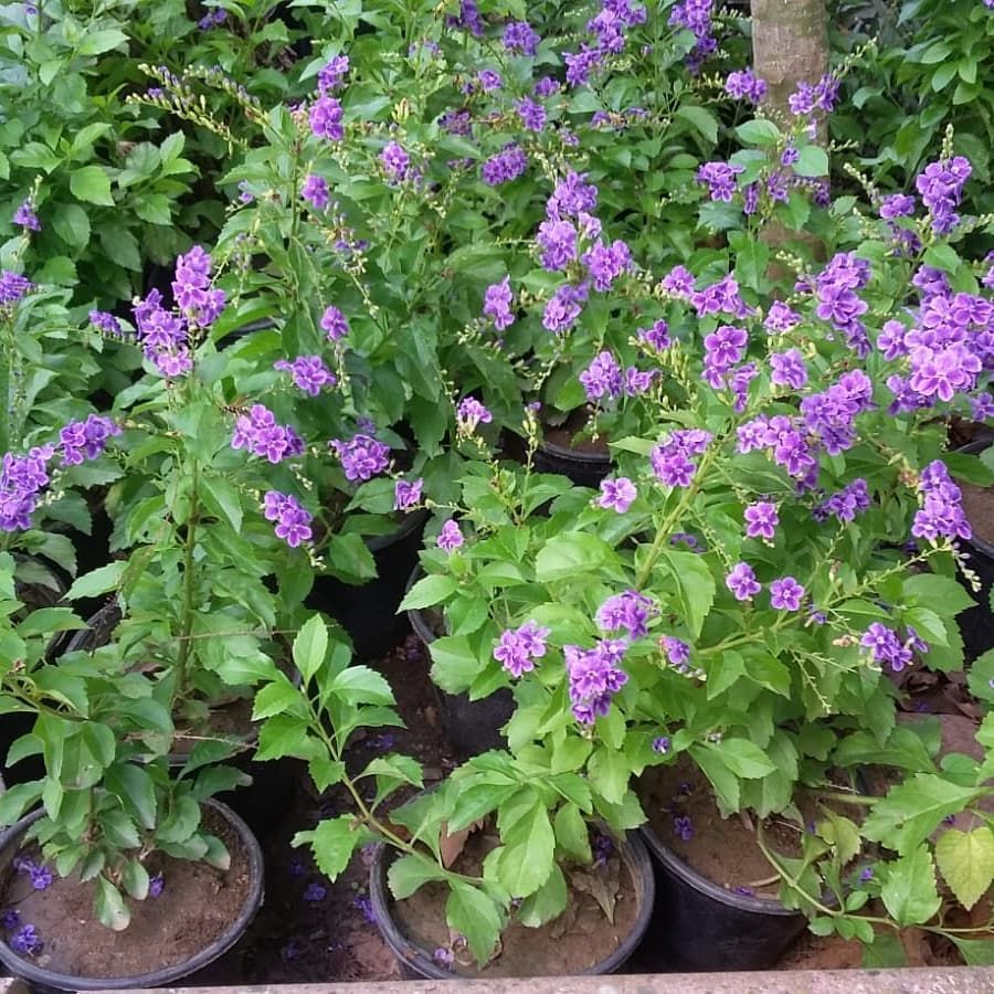 Duranta Çalısı (Ağaç Menekşesi) 💜 Mor renginin en güzel tonuyla çiçekler açan bu güzel bitki güneşli ortamda, fazla sulanmadan yetiştirilebilir. Egepark Fidancılık'ta.
.
.
#duranta #ağaçmenekşesi #purpleflowers  #peyzaj #bahçe #villa #flowers #çiçek #çiçekçi #botanik #istanbul