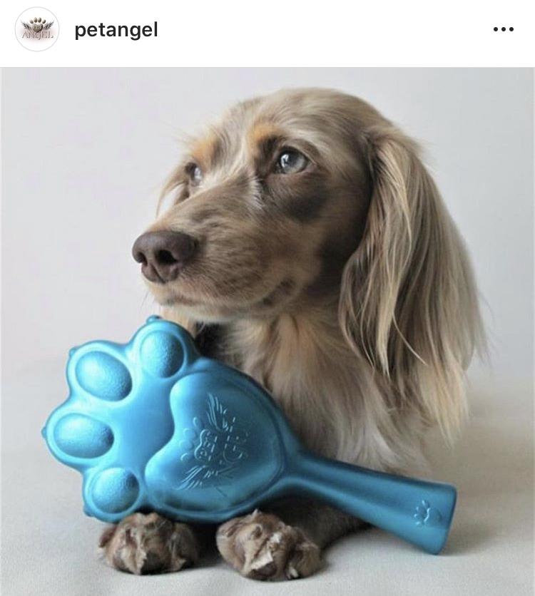 Biomaster's tweet image. Make sure your best friends are always well groomed with @PetAngelBrush #dogday #biomasterprotected #antimicrobial #groomingbrush #dogs