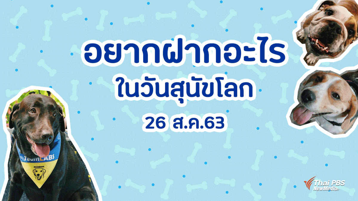 ThaiPBS's tweet photo. ในโอกาสที่วันนี้ 26 ส.ค. เป็นวันสุนัขโลก แอดมินก็ได้มีโอกาสได้พูดคุยกับผู้เลี้ยงสุนัขสายพันธุ์ต่าง ๆ มาดูกันว่าพวกเขามีอะไรจะฝากถึงคนที่อยากเลี้ยงสุนัขกันบ้าง #ThaiPBS #ThaiPBSPhoto #วันสำคัญ #วันสุนัขโลก https://t.co/fo3z6NwsQt