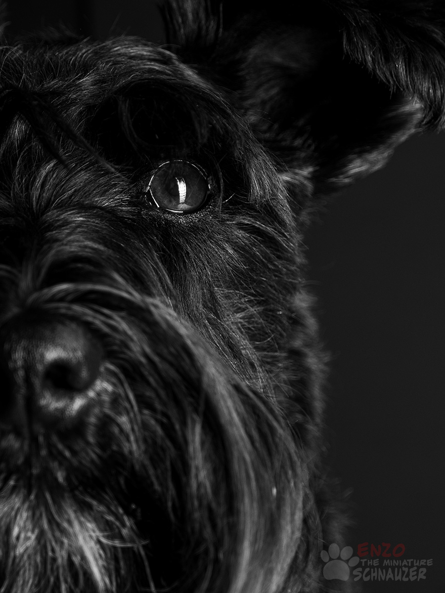 EnzoMiniature's tweet photo. Today its International Dog Day …. lets celebrate and see your pixs ….. its our day to shine 

#InternationalDogDay 
#Dogs
#Dog
#K9 
#dogportraits 
#Schnauzer 
#MiniatureSchnauzer 
#Pets 
#PetPortraits 
#EnzoTheMiniSchnauzer 
#Schnauzerfest https://t.co/MfAGw2LuU7