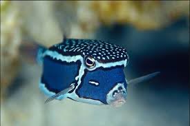  @BoffleSpoffle Blue boxfish 