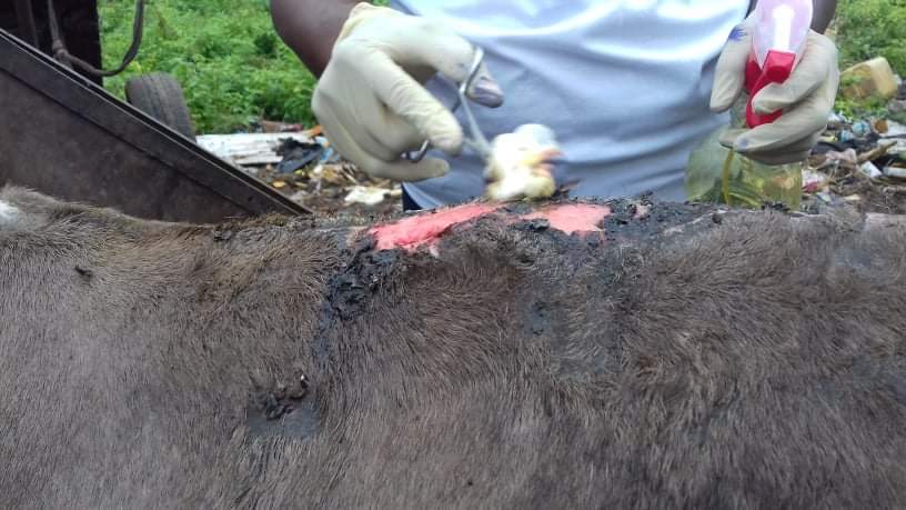 LiberiaAnimal's tweet photo. We visit communities and farms to assess the health and welfare conditions of the animals, provide welfare education and free general veterinary care for the animals. 
#WorkingAnimals #DonkeysMatter #DonkeyWelfare #DonkeyHealth #Animals #StopAnimalAbuse #HelpAnimals #OneHealth https://t.co/AwsrKtB8Oy