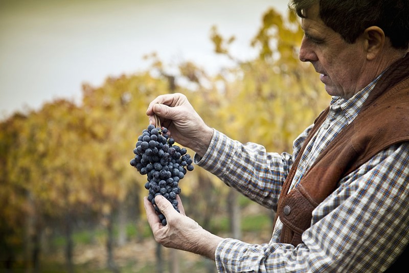 Movimiento Vino D.O. tweet media