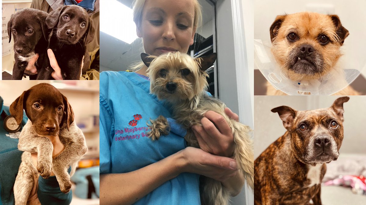 blue cross dogs phone number