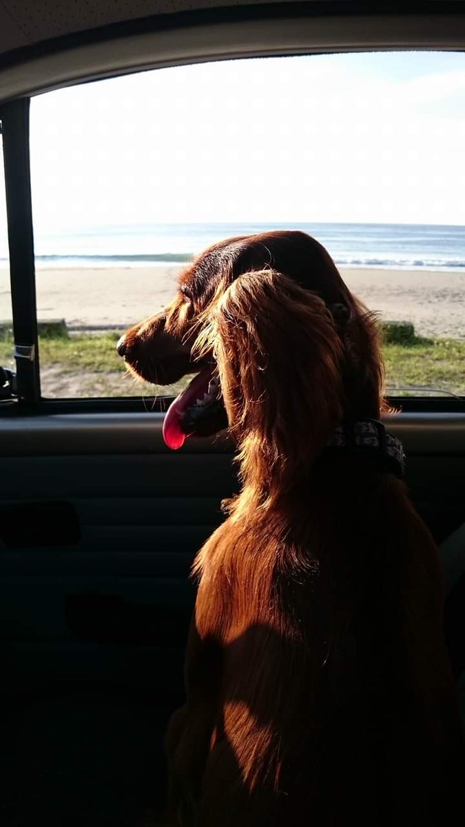 アイルランド大使館 Ireland In Japan 8月26日は Internationaldogday ヒギンズ 大統領は Brodとsioda アイルランド語 でprideとsilk と名づけられた2匹のバーニーズ マウンテン ドッグを飼っています 今日は アイルランドより 犬のいる風景をお