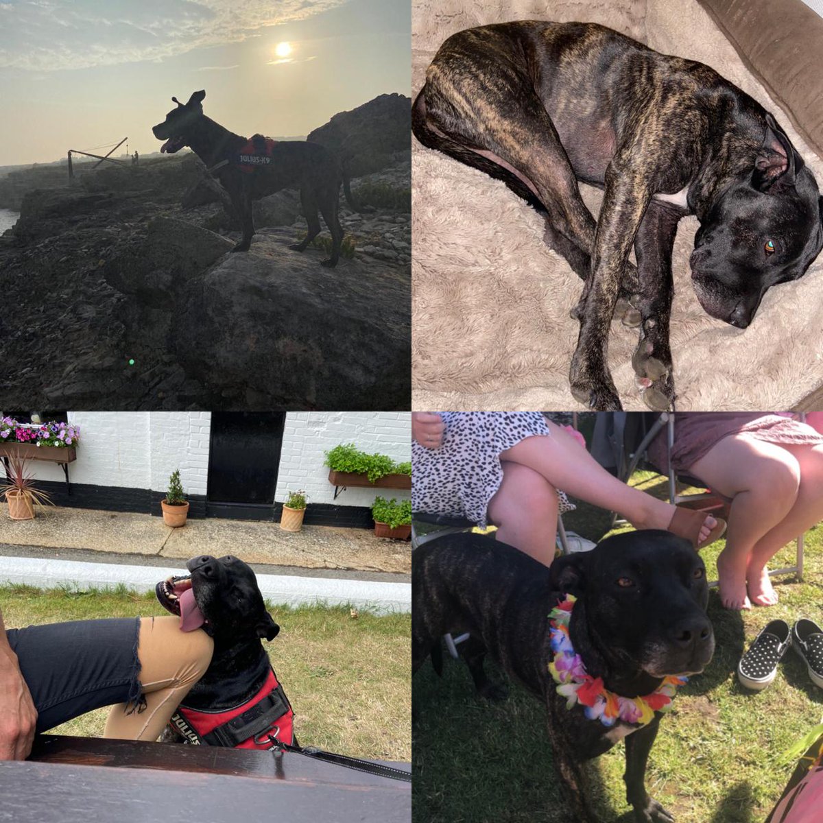 GSATechsource's tweet image. 🐶 HAPPY NATIONAL DOG DAY 🐶 Here are a few snaps of the GSA Pups 😍 #NationalDogDay #DogsOfTwitter