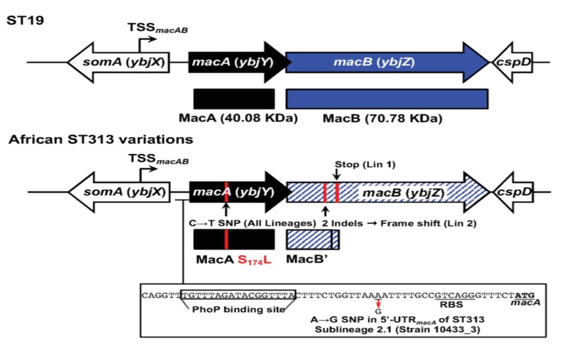 2/5 Genomes of 285 S. Typhimurium isolates revealed lineage-specific SNPs = macA & macB are pseudogenesSuggesting that MacAB-TolC efflux pump is functional in S. Typhimurium ST19, but defective in ST313 Lineages 1 & 2