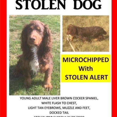 rosieDoc2's tweet photo. OWNERS 💔WORDS
#Stolen from Nr #Woodbridge #suffolk 26/05/20. 
Words can’t describe how much I miss my dog it’s been 3mths
Why can’t I have him back?
I’m Mentally&amp;physically drained from worry about where he is.This has damaged me/thank every1 that’s helped me&amp;still looking.... https://t.co/LfBosivOxY