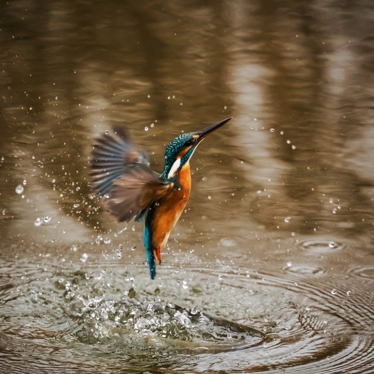 Have you ever seen a dazzling Kingfisher as you walk along one of our rivers? These beautiful birds have to eat their bodyweight in fish every day, so they are great indicators of river health, their presence showing there are lots of fish in the river! #WildlifeWednesday