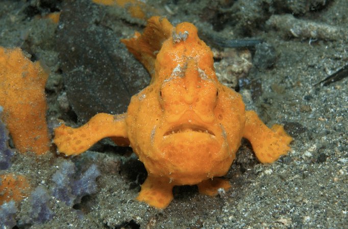  @lisambb Frogfish (real Blinky)