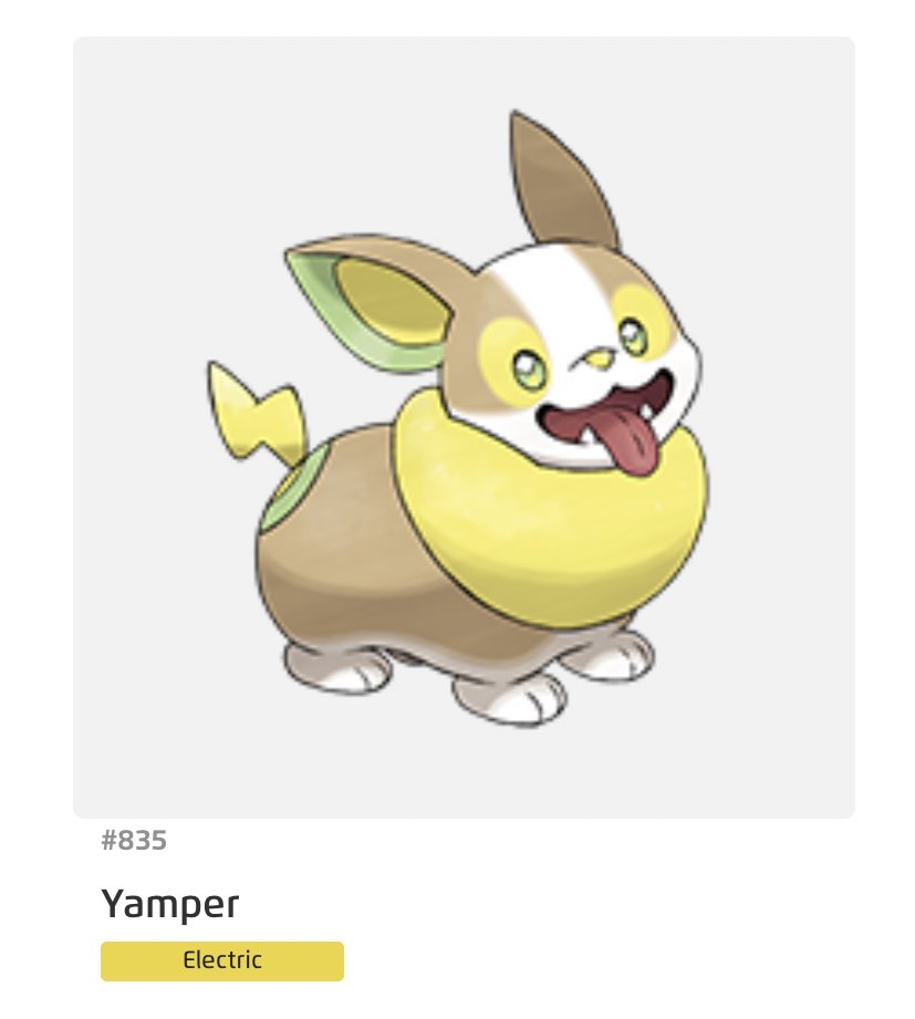 lastly. YAMPER !!!!!! LOOK AT THIS GOOD BOY