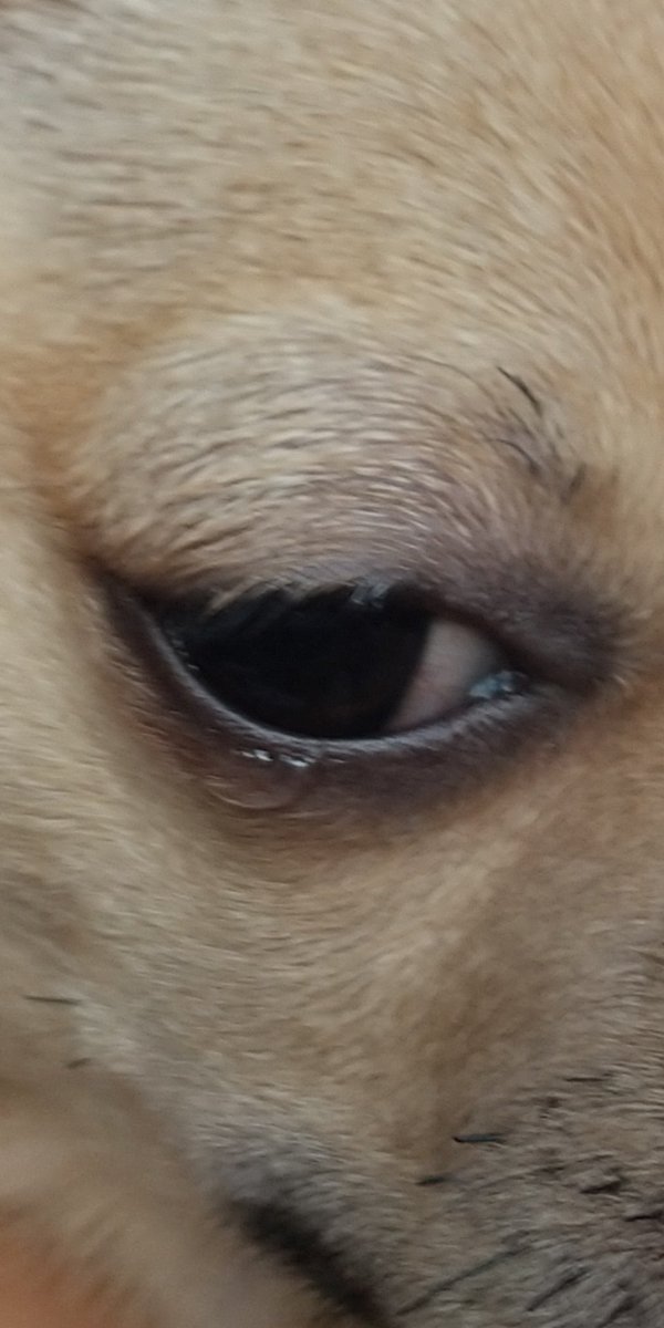 犬も涙流すのですね