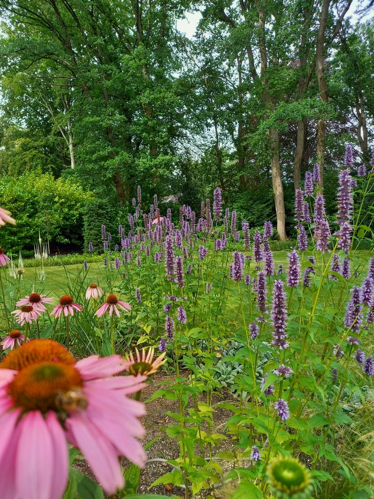 HenkHDV's tweet photo. #tuinonderhoud is een feestje in deze prachtige #zomertuin https://t.co/Ayl0Nwm7ac