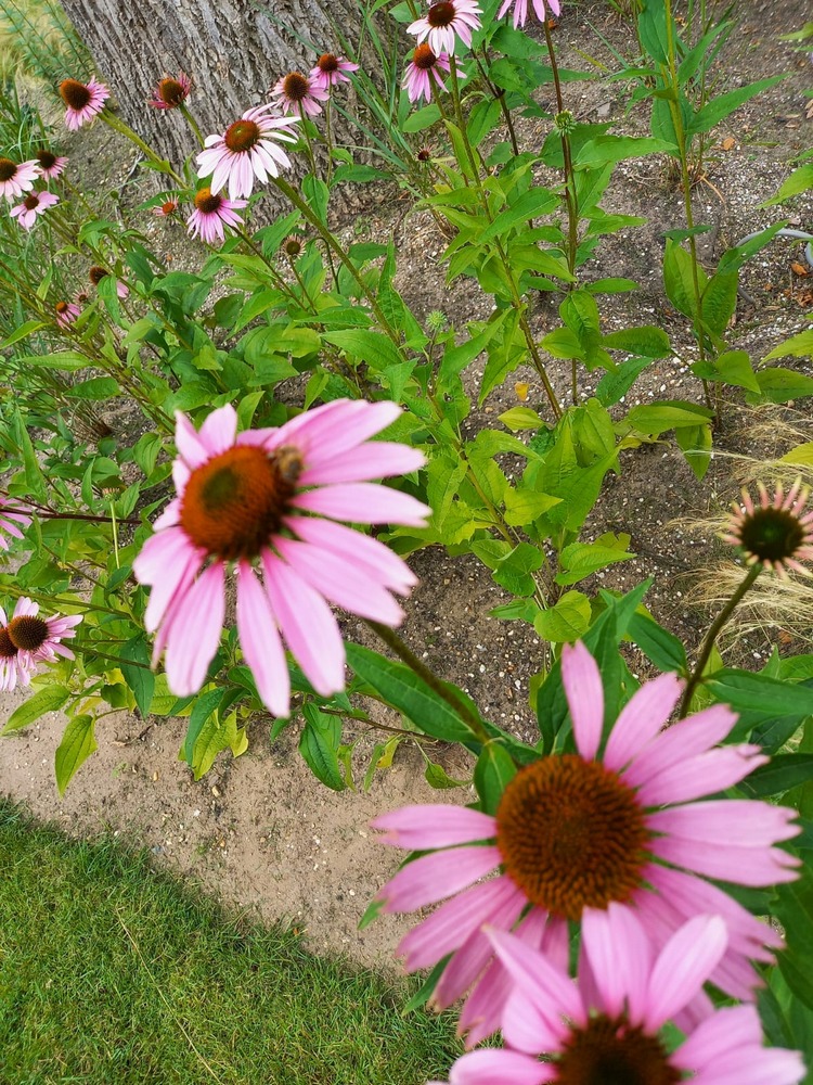 HenkHDV's tweet photo. #tuinonderhoud is een feestje in deze prachtige #zomertuin https://t.co/Ayl0Nwm7ac