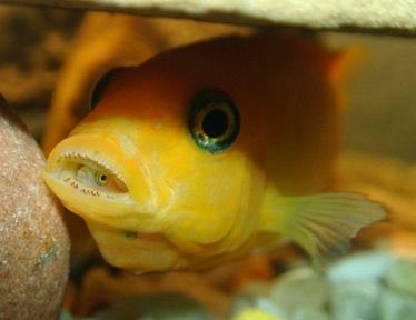  @_unusual_pearl Mouthbrooding cichlid
